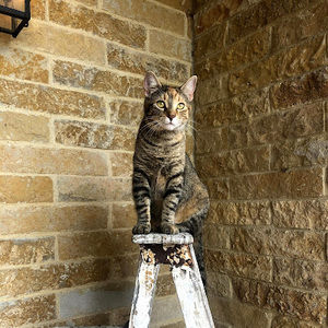 Meet your Posher, Lyla